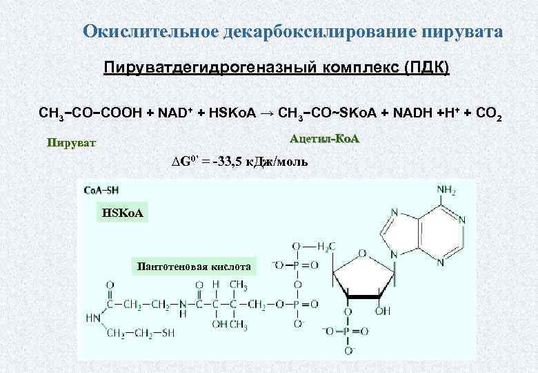 Схема окислительного декарбоксилирования пирувата