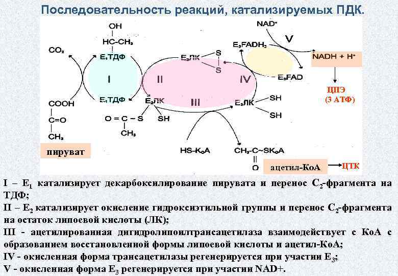 Аминокислоты белки и углеводы