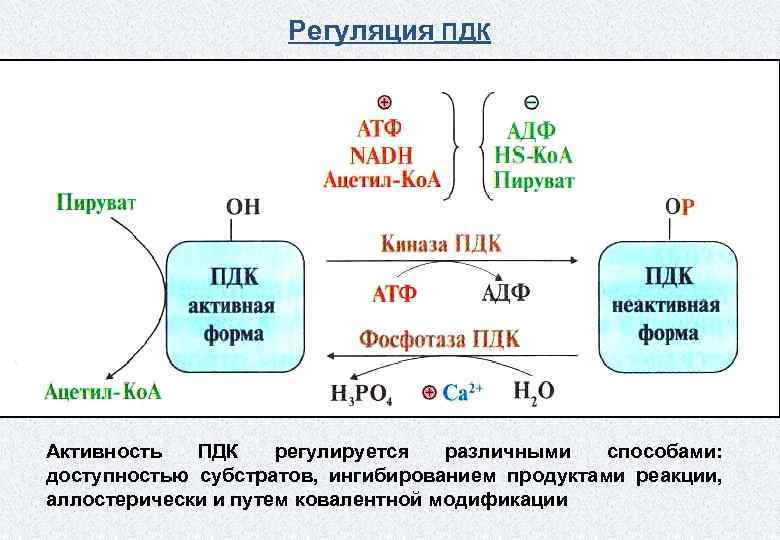 Регуляция ПДК Активность ПДК регулируется различными способами: доступностью субстратов, ингибированием продуктами реакции, аллостерически и