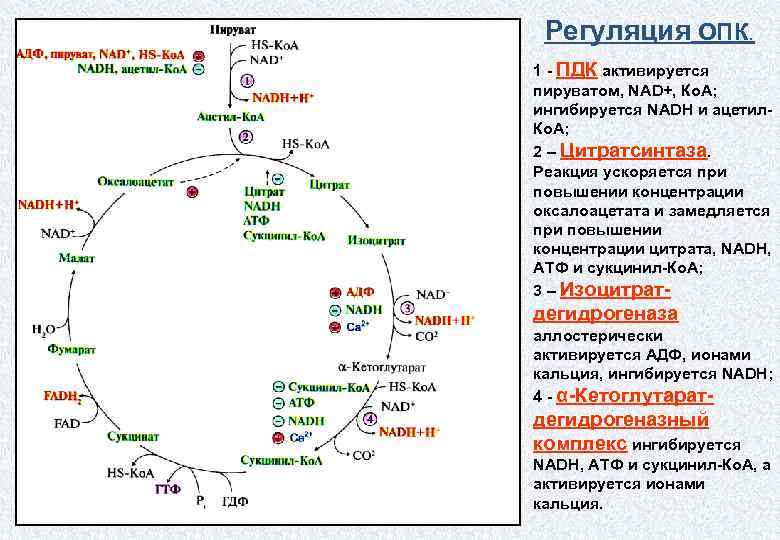 Аминокислоты белки и углеводы