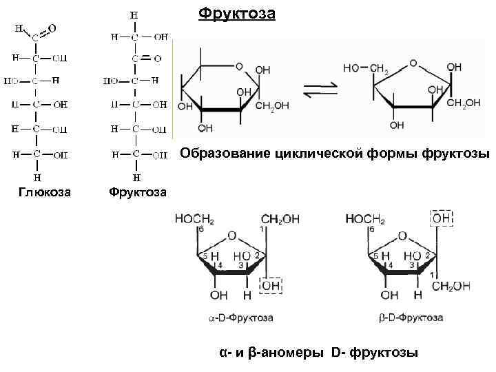 Фруктоза Образование циклической формы фруктозы Глюкоза Фруктоза α- и β-аномеры D- фруктозы 