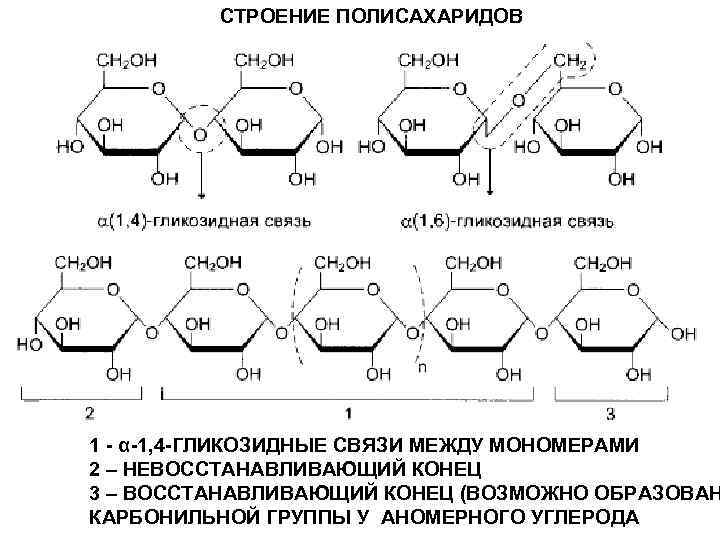 1 1 гликозидной связью. Химическая структура полисахаридов. Химическое строение полисахаридов. Полисахариды строение молекул. Строение основных углеводов.