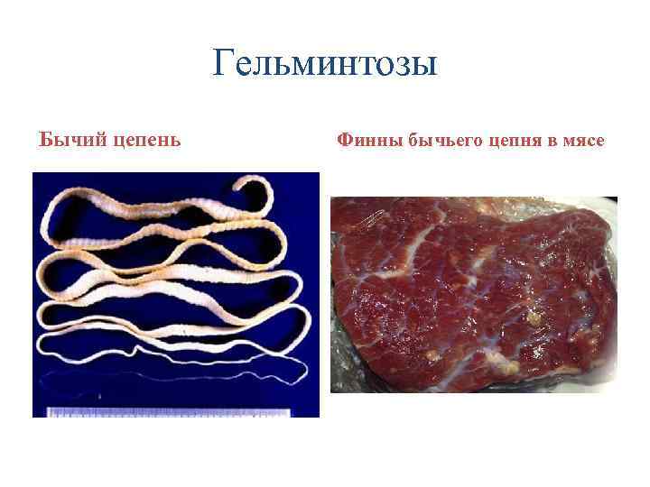 Гельминтозы Бычий цепень Финны бычьего цепня в мясе 