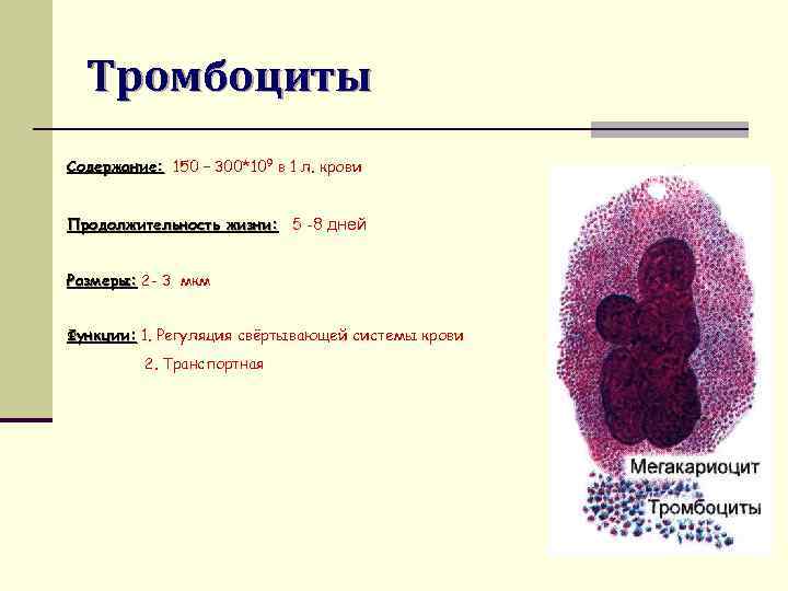 Тромбоциты Содержание: 150 – 300*109 в 1 л. крови Продолжительность жизни: 5 -8 дней