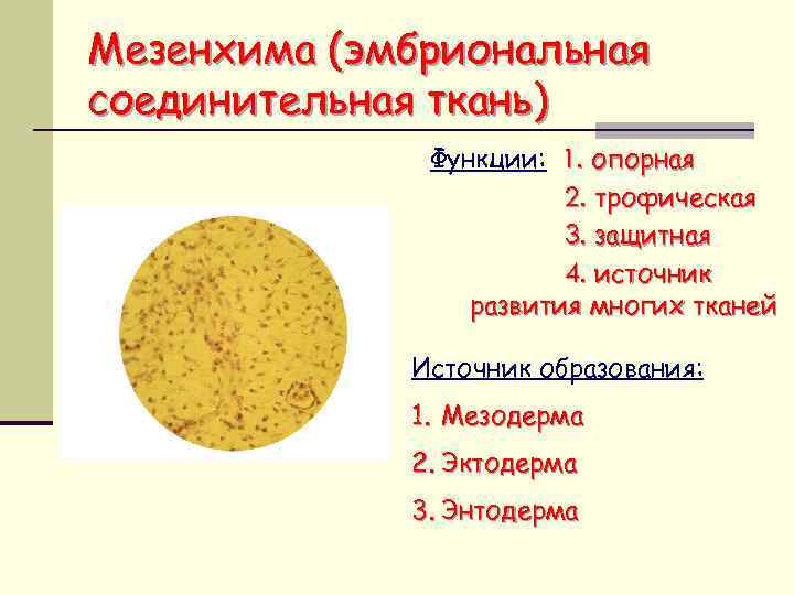 Мезенхима. Мезенхима зародыша источник развития соединительных тканей. Мезенхима функции. Соединительная ткань мезенхима. Онтогенетические источники мезенхимы.