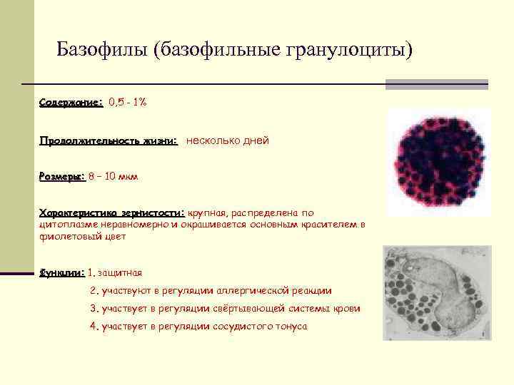 Зернистость эозинофилов. Характеристика зернистости базофилов. Характеристика базофилов иммунология. Количественные характеристики базофилы.