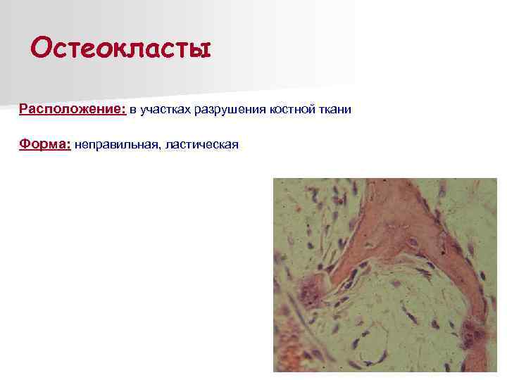 Остеокласты Расположение: в участках разрушения костной ткани Форма: неправильная, ластическая 
