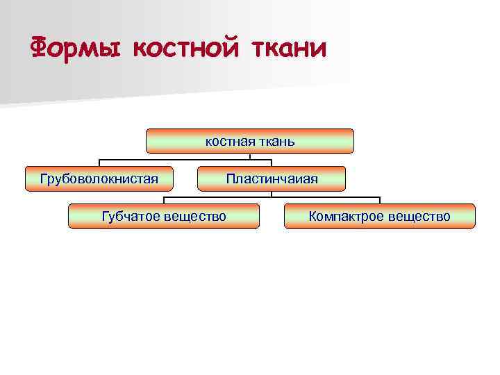 Формы костной ткани костная ткань Грубоволокнистая Пластинчаиая Губчатое вещество Компактрое вещество 