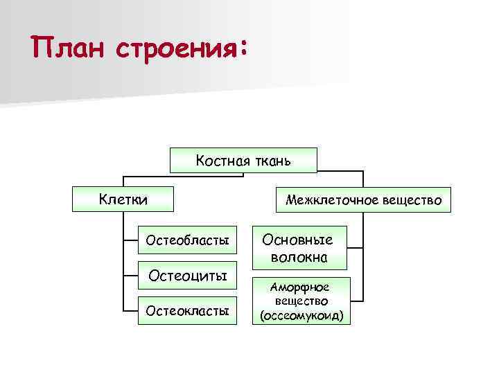 Общий план строения. Характеристика межклеточного вещества костной ткани. План строения костной ткани. Костная ткань клетки и межклеточное вещество. Классификация костной ткани таблица.