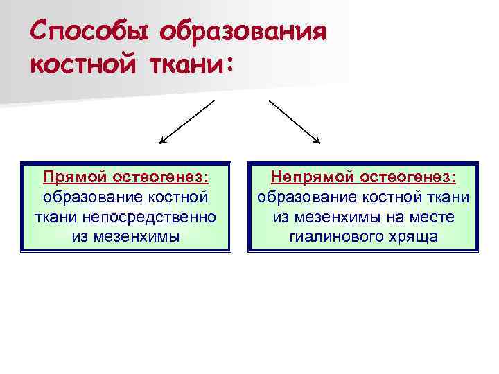 Гистогенез клеток костной ткани схема