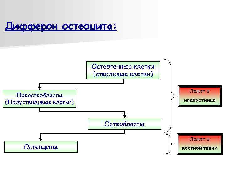 Дифферон остеоцита: Остеогенные клетки (стволовые клетки) Лежат в Преостеобласты (Полустволовые клетки) надкостнице Остеобласты Лежат