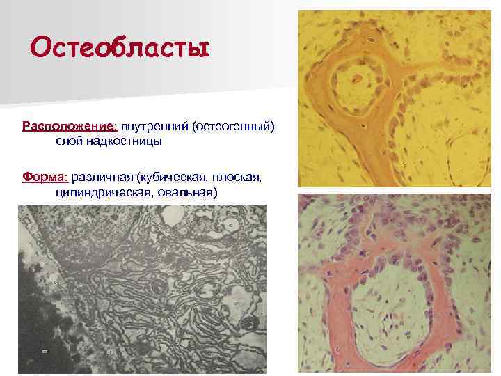 Остеокласты и остеобласты картинки