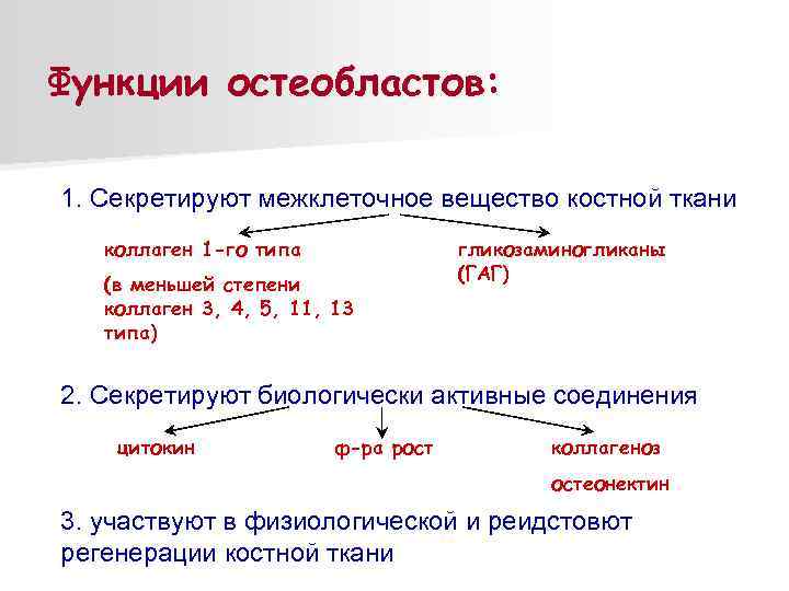 Обмен веществ в костной ткани. Остеобласты функции. Основная функция остеобластов. Источник развития остеобластов. Остеобласты особенности функции.