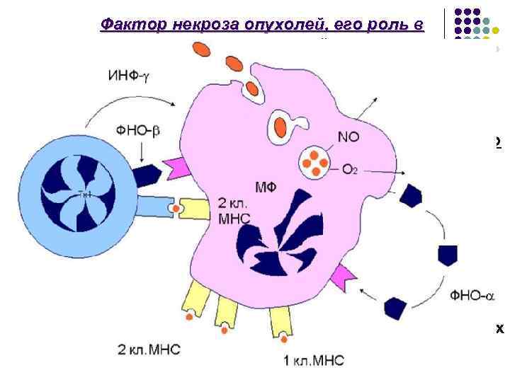 Фактор некроза опухолей, его роль в противоопухолевой защите. Фактор некроза опухолей в двух его