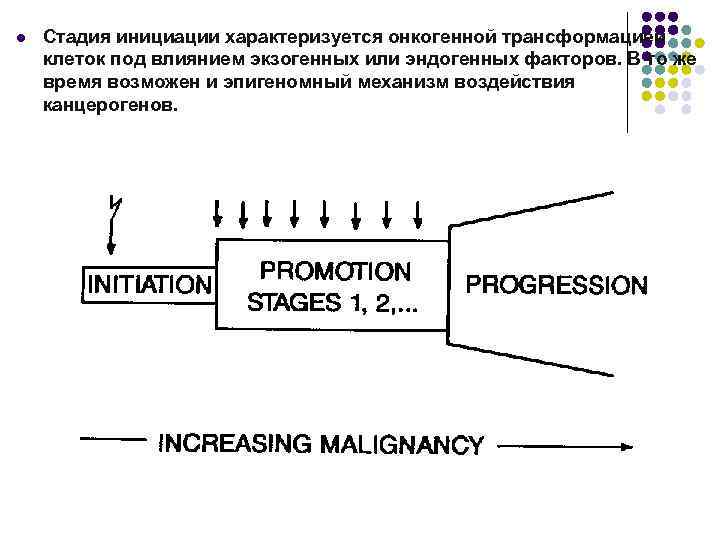 l Стадия инициации характеризуется онкогенной трансформацией клеток под влиянием экзогенных или эндогенных факторов. В