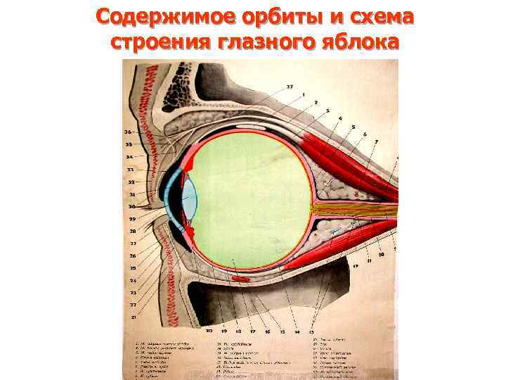 Содержимое орбиты и схема строения глазного яблока 