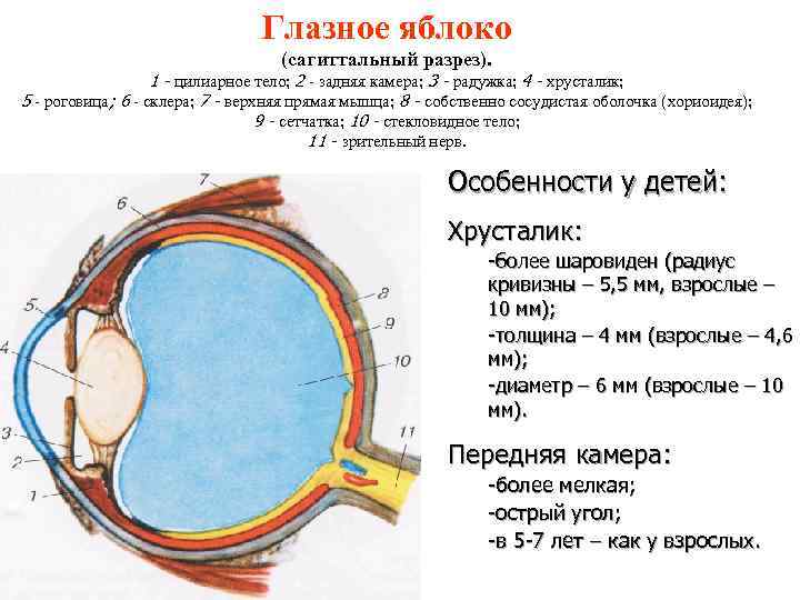 Глазное яблоко (сагиттальный разрез). 1 - цилиарное тело; 2 - задняя камера; 3 -