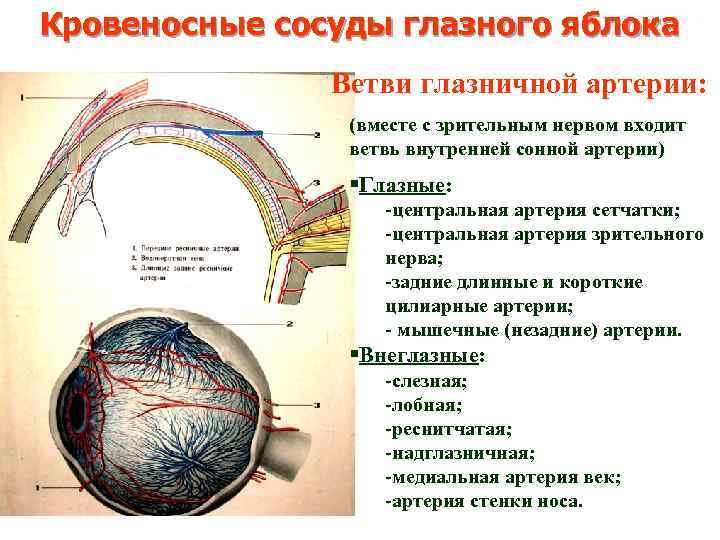 Кровеносные сосуды глазного яблока Ветви глазничной артерии: (вместе с зрительным нервом входит ветвь внутренней