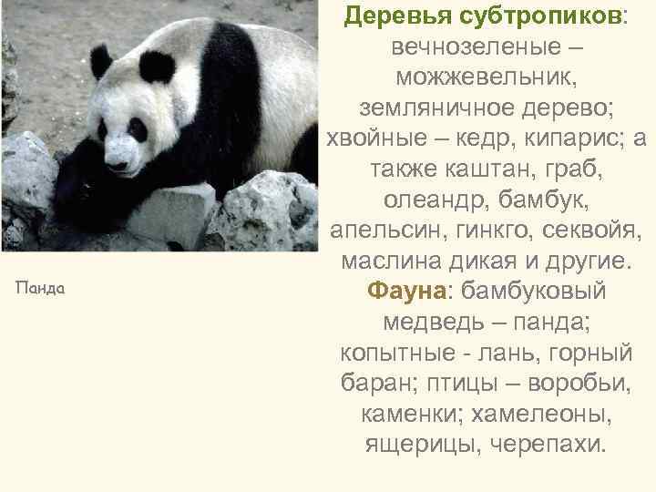 Панда Деревья субтропиков: вечнозеленые – можжевельник, земляничное дерево; хвойные – кедр, кипарис; а также