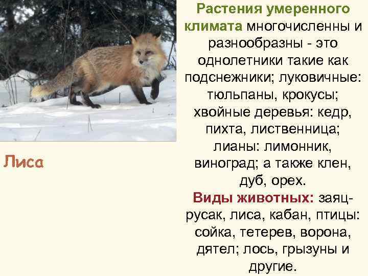 Лиса Растения умеренного климата многочисленны и разнообразны - это однолетники такие как подснежники; луковичные: