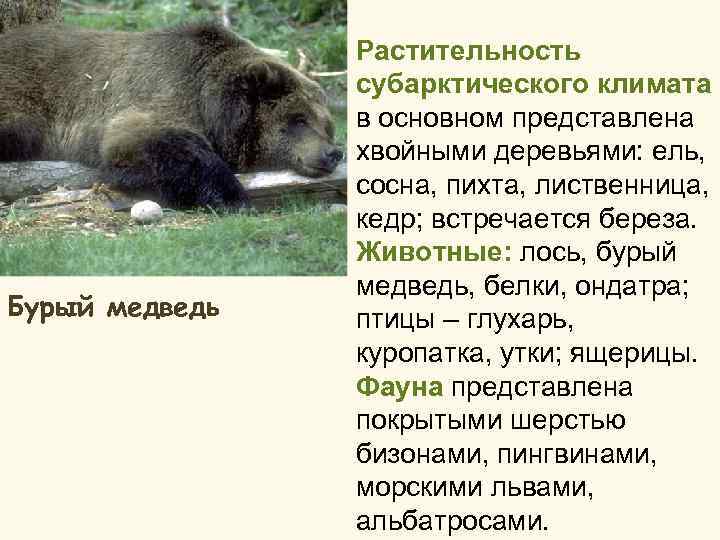 Бурый медведь Растительность субарктического климата в основном представлена хвойными деревьями: ель, сосна, пихта, лиственница,
