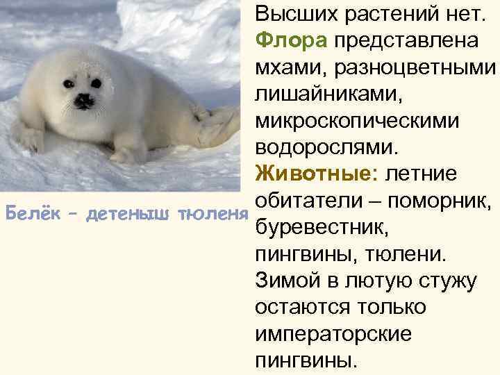 Высших растений нет. Флора представлена мхами, разноцветными лишайниками, микроскопическими водорослями. Животные: летние обитатели –