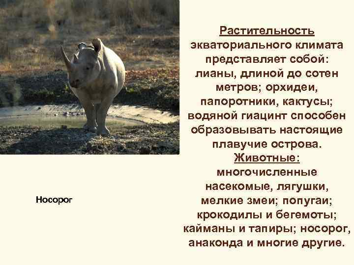 Носорог Растительность экваториального климата представляет собой: лианы, длиной до сотен метров; орхидеи, папоротники, кактусы;