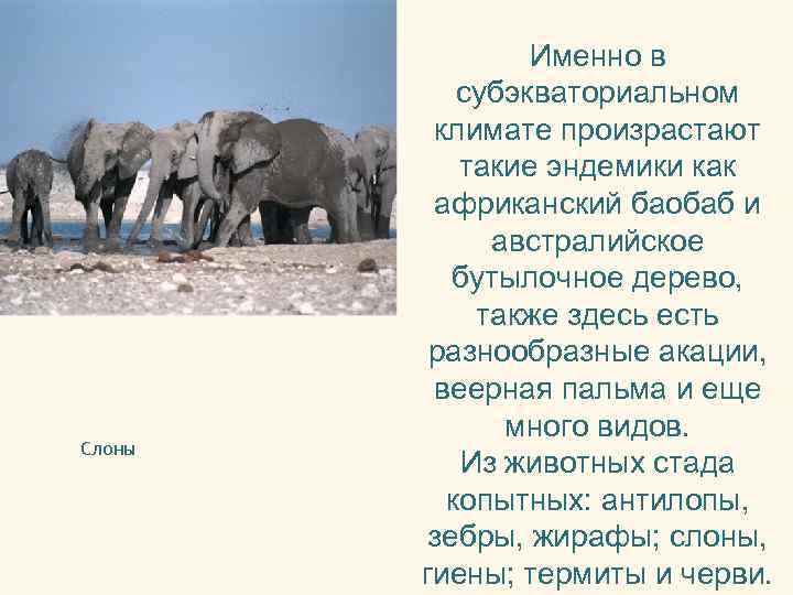 Слоны Именно в субэкваториальном климате произрастают такие эндемики как африканский баобаб и австралийское бутылочное