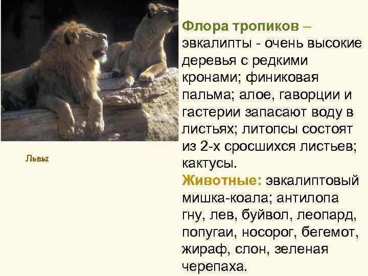 Львы Флора тропиков – эвкалипты - очень высокие деревья с редкими кронами; финиковая пальма;