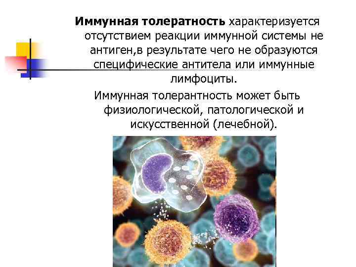 Иммунологическая толерантность. Искусственная иммунологическая толерантность. Толерантность иммунной системы. Иммунологическая память и иммунологическая толерантность. Значение иммунологической толерантности.