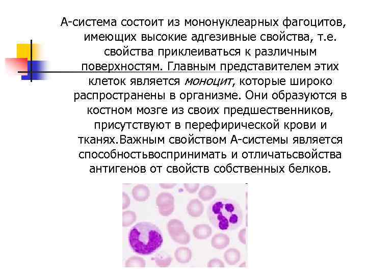 А-система состоит из мононуклеарных фагоцитов, имеющих высокие адгезивные свойства, т. е. свойства приклеиваться к