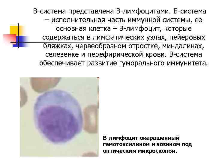 В-система представлена В-лимфоцитами. В-система – исполнительная часть иммунной системы, ее основная клетка – В-лимфоцит,