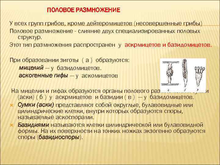 ПОЛОВОЕ РАЗМНОЖЕНИЕ У всех групп грибов, кроме дейтеромицетов (несовершенные грибы) Половое размножение - слияние