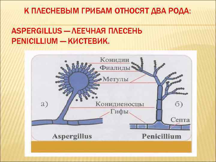 Плесневые грибы схема