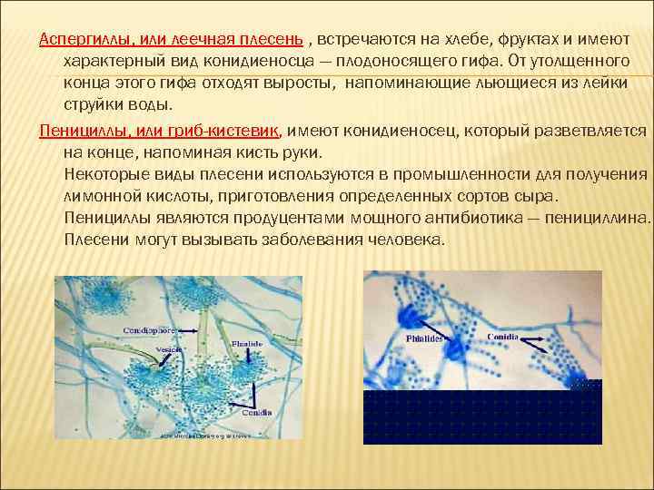 Аспергиллы, или леечная плесень , встречаются на хлебе, фруктах и имеют характерный вид конидиеносца