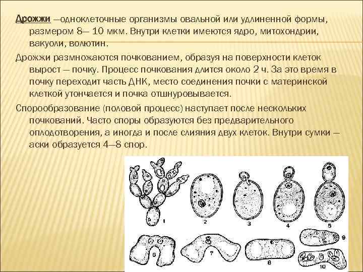 Дрожжи —одноклеточные организмы овальной или удлиненной формы, размером 8— 10 мкм. Внутри клетки имеются