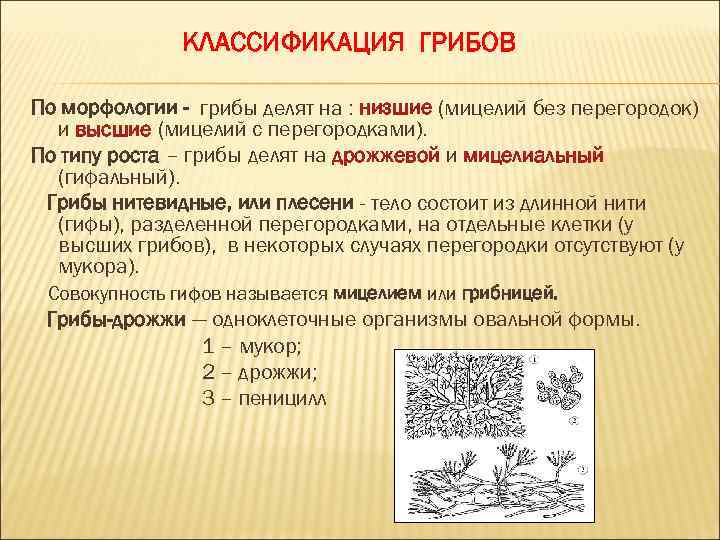 КЛАССИФИКАЦИЯ ГРИБОВ По морфологии - грибы делят на : низшие (мицелий без перегородок) и