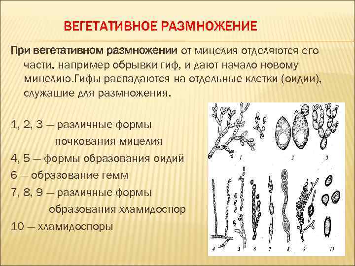 ВЕГЕТАТИВНОЕ РАЗМНОЖЕНИЕ При вегетативном размножении от мицелия отделяются его части, например обрывки гиф, и
