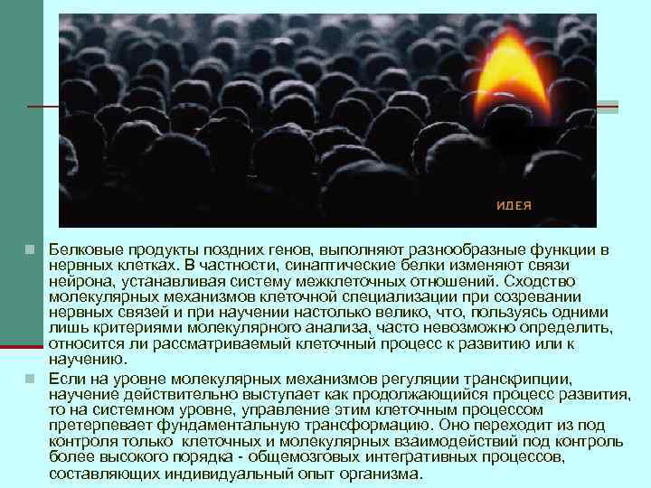 n Белковые продукты поздних генов, выполняют разнообразные функции в нервных клетках. В частности, синаптические