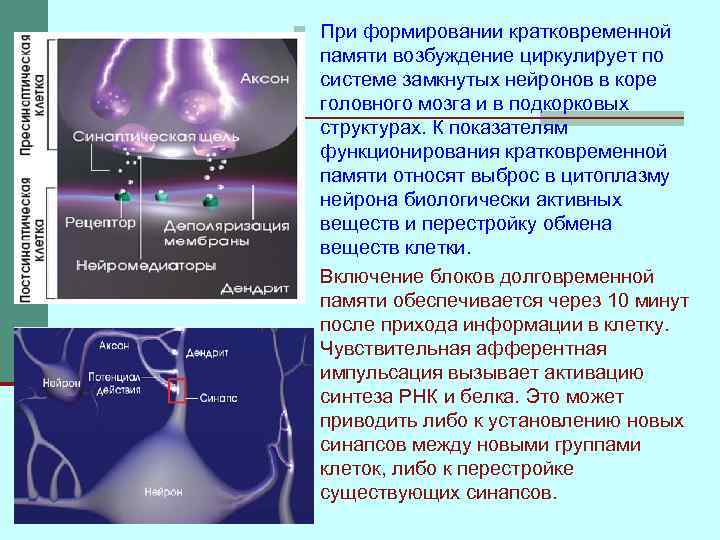 n При формировании кратковременной памяти возбуждение циркулирует по системе замкнутых нейронов в коре головного