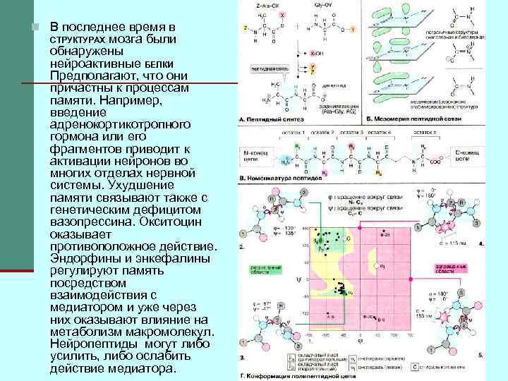 n В последнее время в СТРУКТУРАХ мозга были обнаружены нейроактивные БЕЛКИ Предполагают, что они