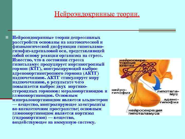 Нейроэндокринные теории. n Нейроэндокринные теории депрессивных расстройств основаны на анатомической и физиологической дисфункции гипоталамогипофиз-адреналовой