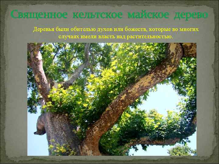 Священное кельтское майское дерево Деревья были обителью духов или божеств, которые во многих случаях