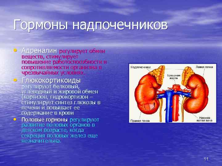 Гормоны надпочечников • Адреналин регулирует обмен веществ, стимулирует повышение работоспособности и сопротивляемости организма в