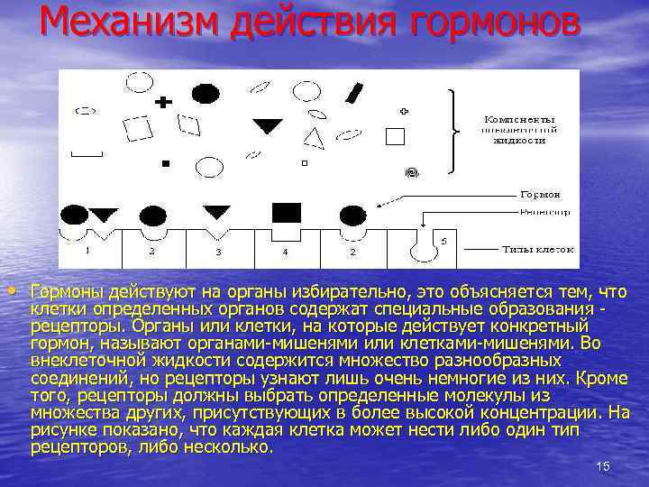Механизм действия гормонов • Гормоны действуют на органы избирательно, это объясняется тем, что клетки