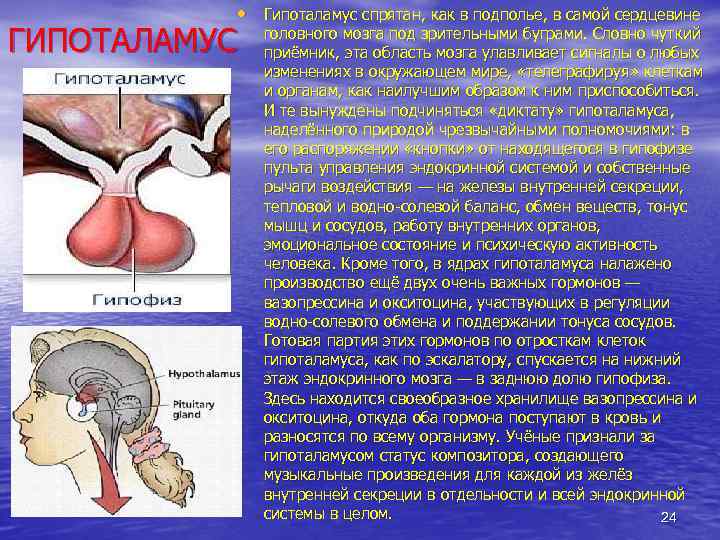  • Гипоталамус спрятан, как в подполье, в самой сердцевине ГИПОТАЛАМУС головного мозга под