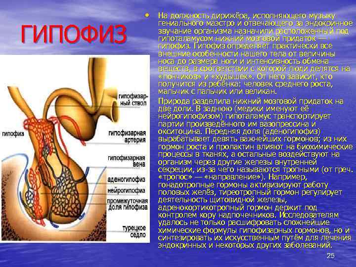 ГИПОФИЗ • На должность дирижёра, исполняющего музыку • гениального маэстро и отвечающего за эндокринное