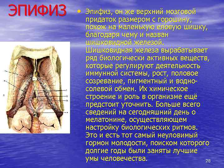 ЭПИФИЗ • Эпифиз, он же верхний мозговой придаток размером с горошину, похож на маленькую