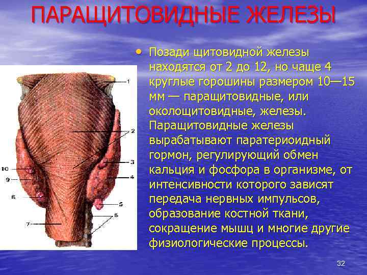 ПАРАЩИТОВИДНЫЕ ЖЕЛЕЗЫ • Позади щитовидной железы находятся от 2 до 12, но чаще 4