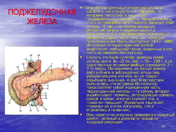 ПОДЖЕЛУДОЧНАЯ ЖЕЛЕЗА • Она вблизи двенадцатиперстной кишки и • • связана с ней специальным